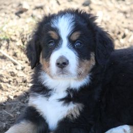 Bernedoodle and Bernese Mountain Dog Puppies from Faith and Family Farm