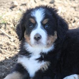 Bernedoodle and Bernese Mountain Dog Puppies from Faith and Family Farm