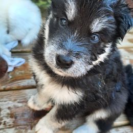 Pomsky Puppies from Zeuskis Pomskies