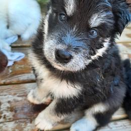 Pomsky Puppies from Zeuskis Pomskies