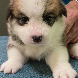 Pembroke Welsh Corgi Puppies from Silver Mae Kennel
