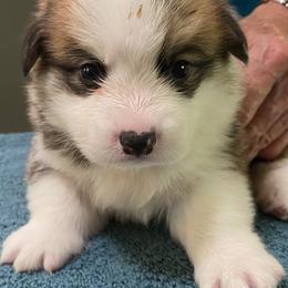 Pembroke Welsh Corgi Puppies from Silver Mae Kennel