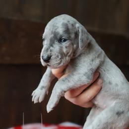 Button - Merle female Great Dane puppy in Denison, Texas from Hundeity Great Danes