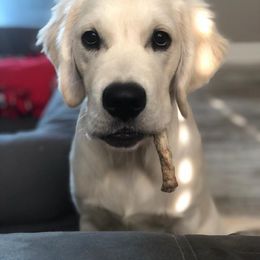 Golden Retriever Puppies from Dale Hollow Goldens