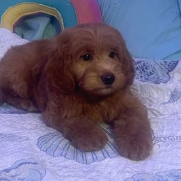 Goldendoodle, Poodle, and Sheepadoodle Puppies from Rising Star Kennels