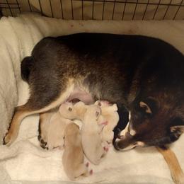 Shiba Inu Puppies from Kshibas