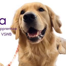 Sorcha - Golden Retriever
