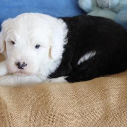 AKC Rosie - Gray and white female Old English Sheepdog puppy in Fair Grove, Missouri from Prata's OES