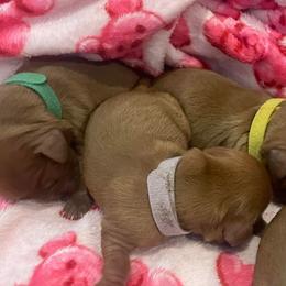 Lavender - Ruby female Cavalier King Charles Spaniel puppy in London, Arkansas from Frosty’s Cavaliers