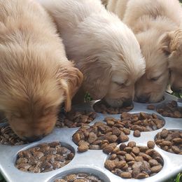 Golden Retriever Puppies from Sims Golden Retrievers