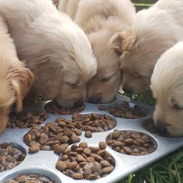 Golden Retriever Puppies from Sims Golden Retrievers