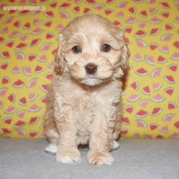 Coral - Caramel female Australian Labradoodle puppy in Hackettstown, New Jersey from Sunny Heart Doodles