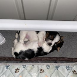 Biewer Terrier Puppies from Coastal Maine Biewer Terriers