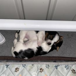 Biewer Terrier Puppies from Coastal Maine Biewer Terriers
