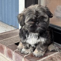 Mandy - Sable and white female Shih Tzu puppy in Spring, Texas from Precious Tzu Crew