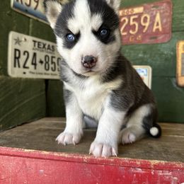 Avalanche - Black and white male Siberian Husky puppy in Burnsville, North Carolina from Peterson Puppies