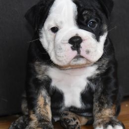 Bulldog Puppies from Snuggle Pups