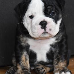 Bulldog Puppies from Snuggle Pups