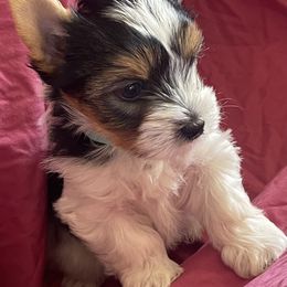 Biewer Terrier Puppies from Frantastic Biewers