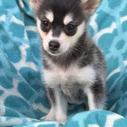 Nova - Black and white female Alaskan Klee Kai puppy in Winthrop, Minnesota from Kayobi Shibas