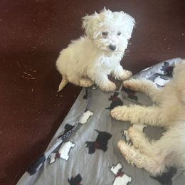 Siberian Husky puppies from Shani's Luxury Pooches and Pups