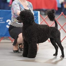 Bergen - Portuguese Water Dog