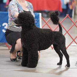 Bergen - Portuguese Water Dog