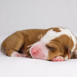 Sable merle female - Sable female Bernedoodle puppy in Lehi, Utah from Heart J Bernedoodles
