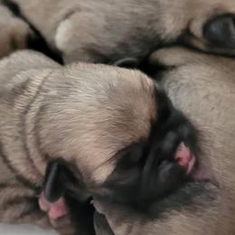 Pug puppies from Rick Barrera Pugs