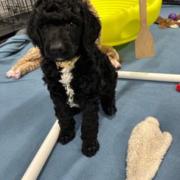 White collar - Black male Poodle puppy in Chino Valley, Arizona from Whiskey Row Royals