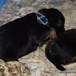 German Shepherd Puppies from Import German Shepherds of Kansas
