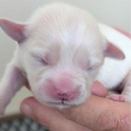 Houston - Cream male Lhasa Apso puppy in Fort Worth, Texas from Cynthia's Lhasa Apsos