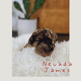 Nevada James - Merle male Saint Berdoodle puppy in Mesa, Arizona from Desert Bohunk Doodles and Branded Bullies