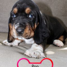 Pop - Black brown and white female Basset Hound puppy in Jacksboro, Texas from Basset Hounds of Jacksboro, Tx