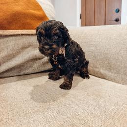 Hank - Black phantom male Aussiedoodle puppy in Tryon, North Carolina from Melrose Mountain Farm