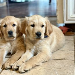 Golden Retriever Puppies from Mountain View Goldens