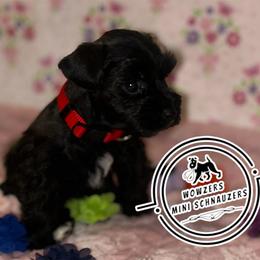 Red Collar - Salt and pepper female Miniature Schnauzer puppy in Conroe, Texas from Wowzers Mini Schnauzers