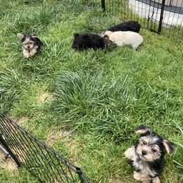 Maltese, Morkie, and Yorkshire Terrier Puppies from Mountain Top Hot Tailz