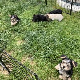 Maltese, Morkie, and Yorkshire Terrier Puppies from Mountain Top Hot Tailz
