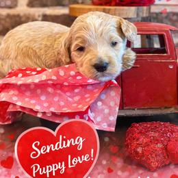 Hunk - Parti male Goldendoodle puppy in Social Circle, Georgia from Poppiedoodle Farms