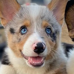 American Corgis and Pembroke Welsh Corgis from Shoestring Valley Corgis