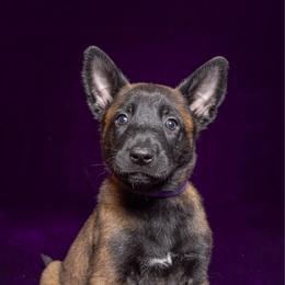 Purple - Fawn sable female Belgian Malinois puppy in Ellerbe, North Carolina from Grand Prix Kennel