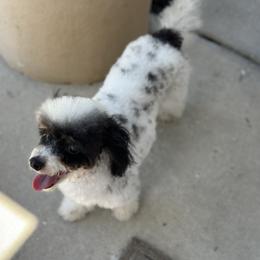 Dash - Parti male Poodle puppy in Kissimmee, Florida from Unique Poodles
