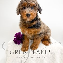 Maple - Chocolate merle female Bernedoodle puppy in Baroda, Michigan from Great Lakes Bernedoodles
