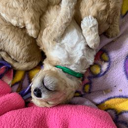 Labradoodle Puppies from Echoing Meadows