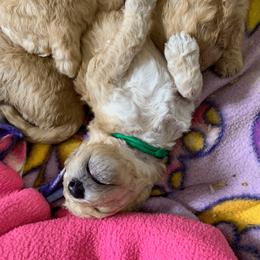 Labradoodle Puppies from Echoing Meadows