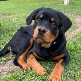 Rottweilers from Von der Keil German Rottweilers