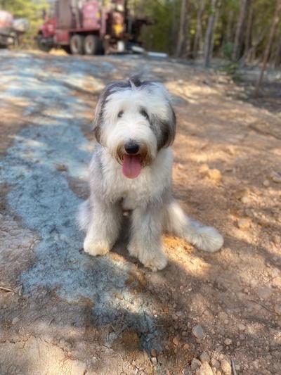 Walnut Ridge Farm Walnut Ridge Farms OES in South Carolina | Old English Sheepdog puppies ...