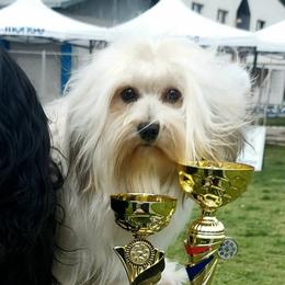 Lilly - Havanese