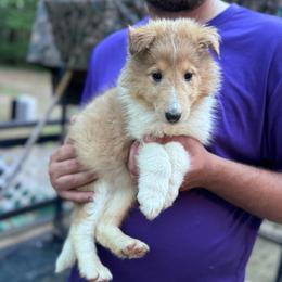 Ms. Green - Sable merle and white female Collie puppy in Tallahassee, Florida from Lampost Kennels